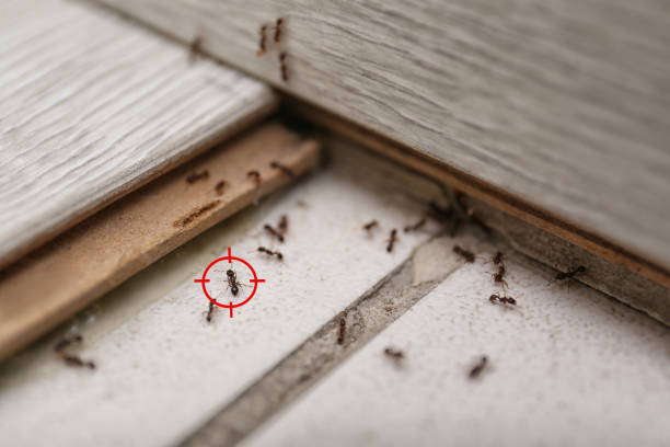 Best Mosquito Control Services  in Lake Delta, NY